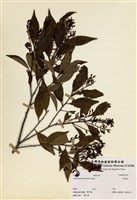 藏品(米飯花)的圖片